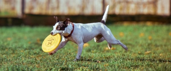 dog with Frisbee 600x250