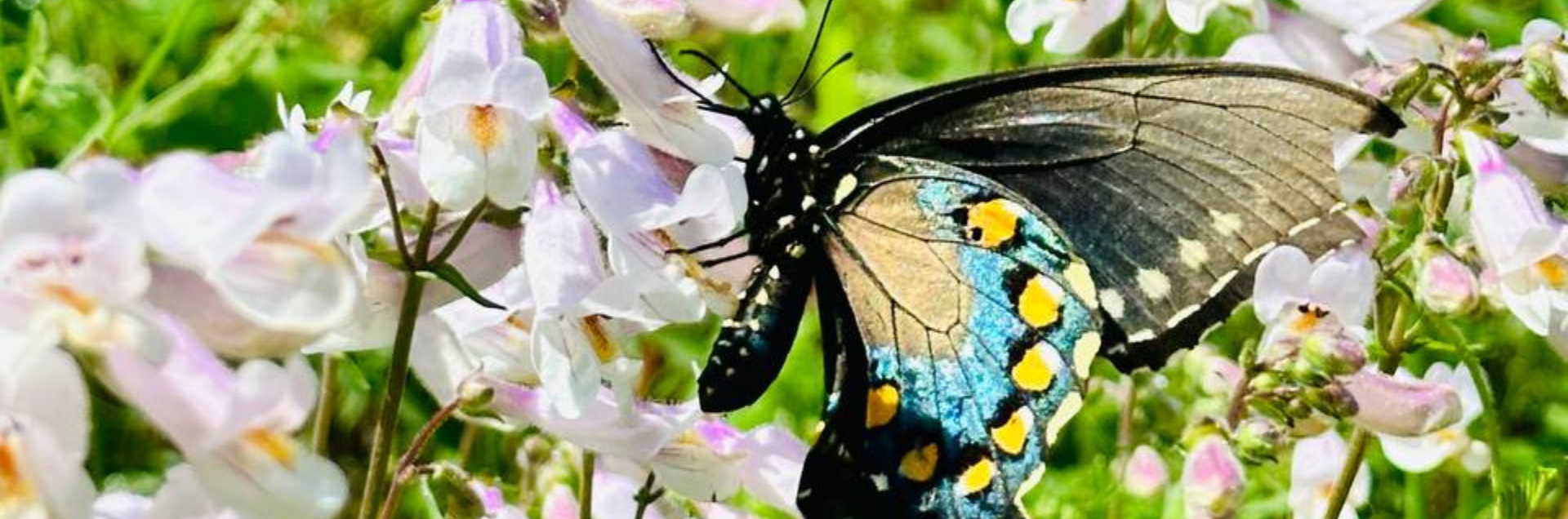 Thrive Nature Park Butterfly Pollinator