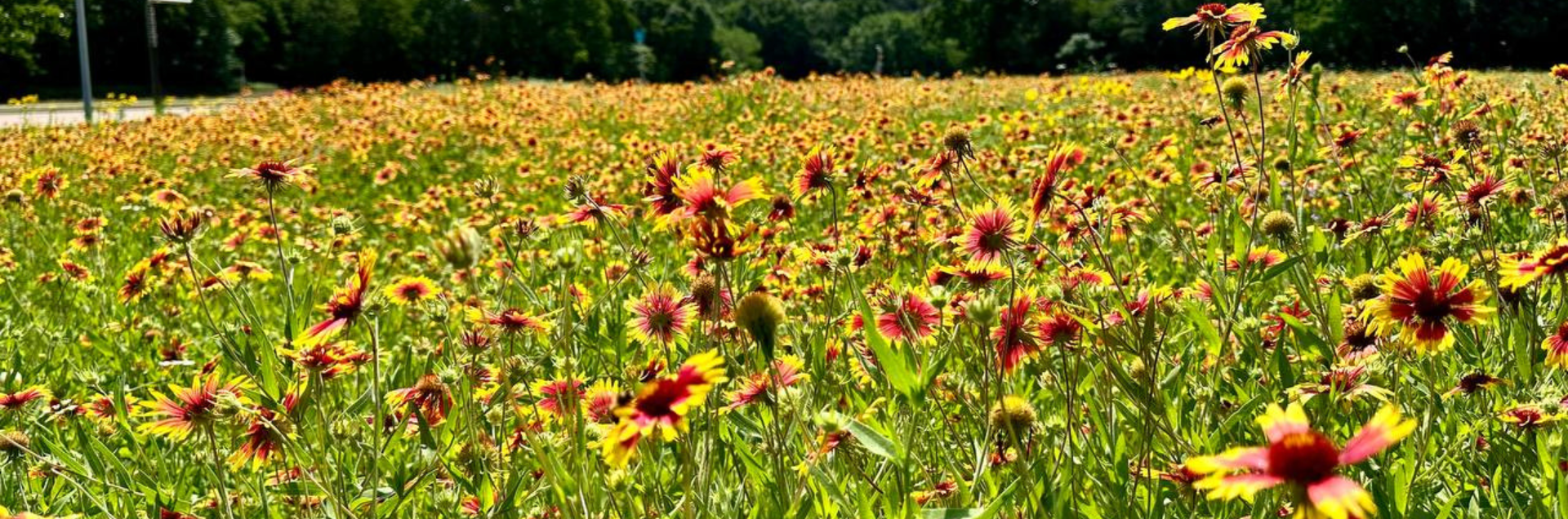 Thrive Nature Park Pollinator Prairie